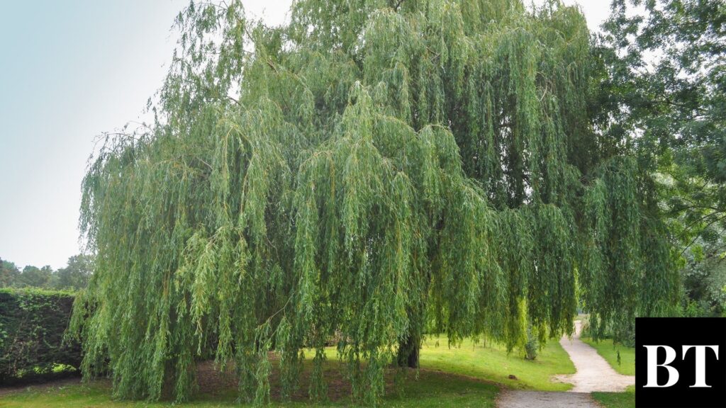 fast growing trees weeping willow